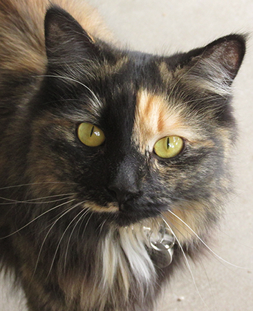 A picture of my tortoiseshell cat looking at the camera