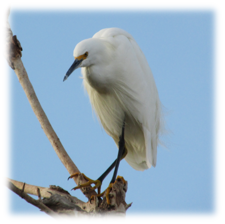 Snowy egret at Gilbert Riparian Preserve