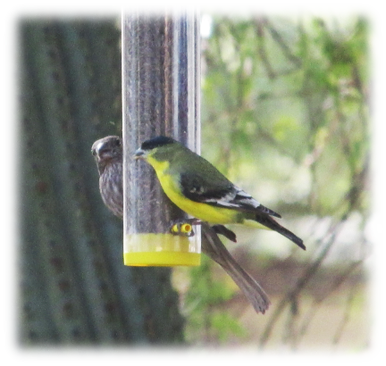 Female house finch and male lesser goldfinch on a feeder in my front yard