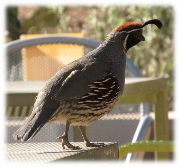 Male Gambel's quail at Desert Botanical Garden