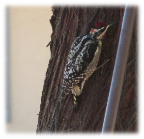 Red-naped sapsucker on a tree in my front yard
